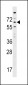 ITPRIPL1 Antibody (N-term)